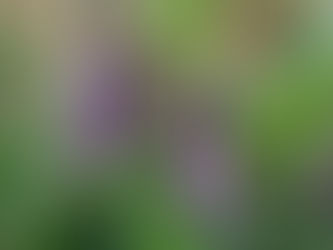 Gemeiner Beinwell – Symphytum officinale L.