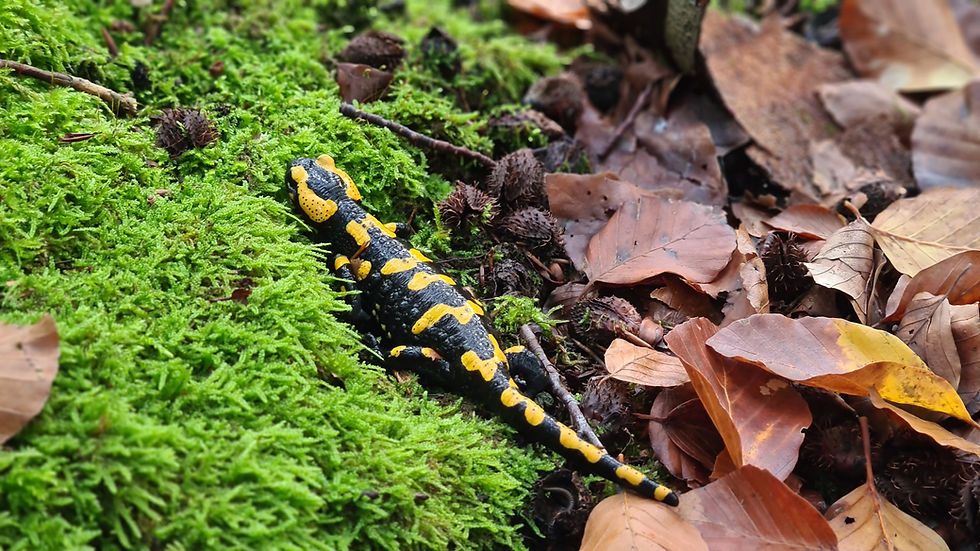 Feuersalamander