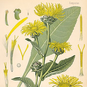 Köhler_Inula_1887.jpg