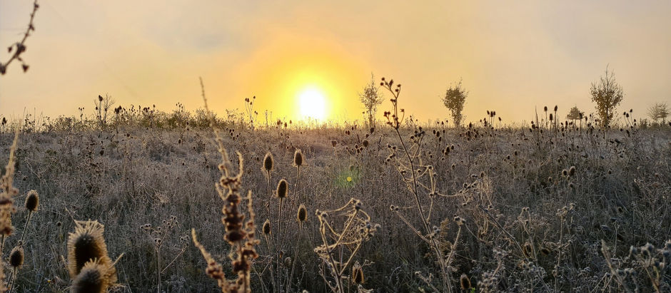 Wilde Karde (Dipsacus fullonum)