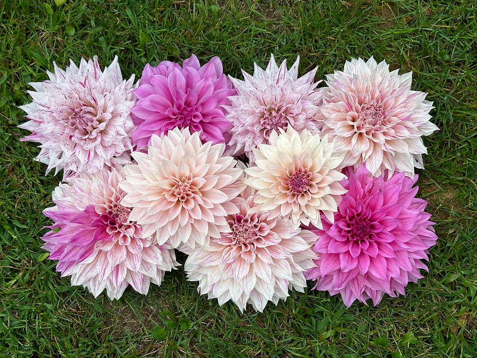 From zero to flower farm...how 2024 went from a small garden idea to a flower paradise!