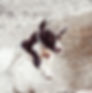 Dog%252520Running%252520in%252520Water_e