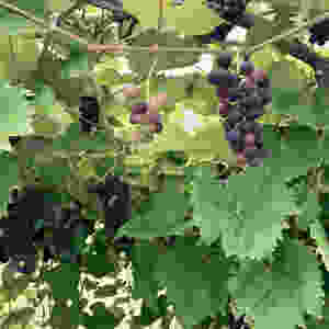 Vermont grapevine leaves