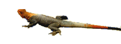 lezard (28).gif