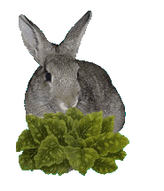 lapin (37).gif