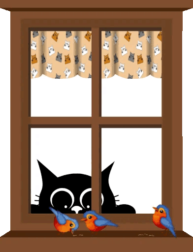 chat fenêtre.gif