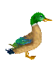 smducks21.gif