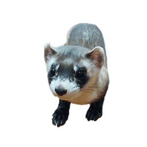 furet1 (10).gif