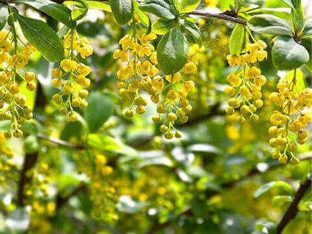 Berberine - It’s All the Rage!