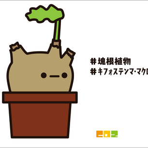 キフォステンマ・マクロプス