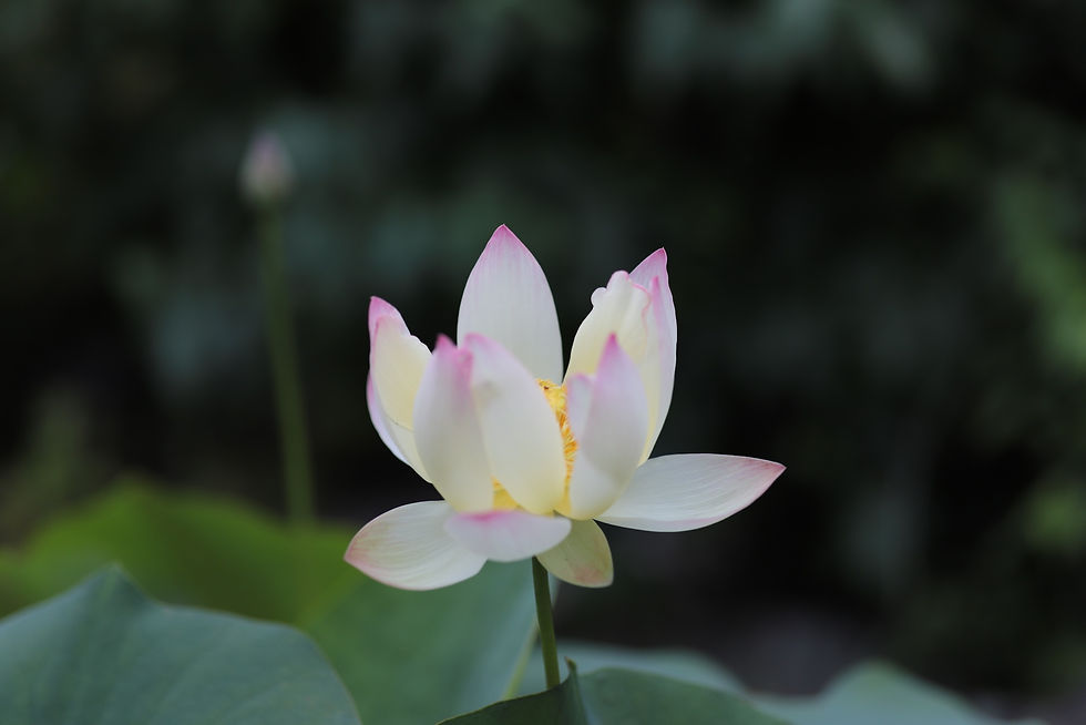 20260607　Lotus _2950
