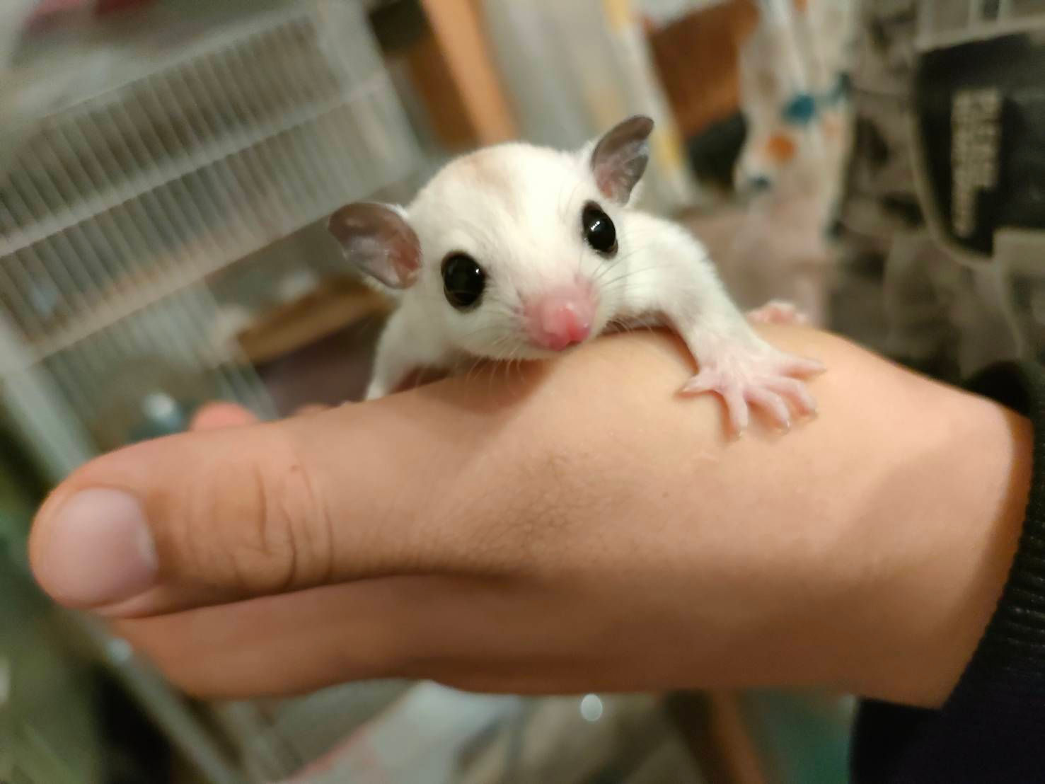 フクモモ・クリミノ♂