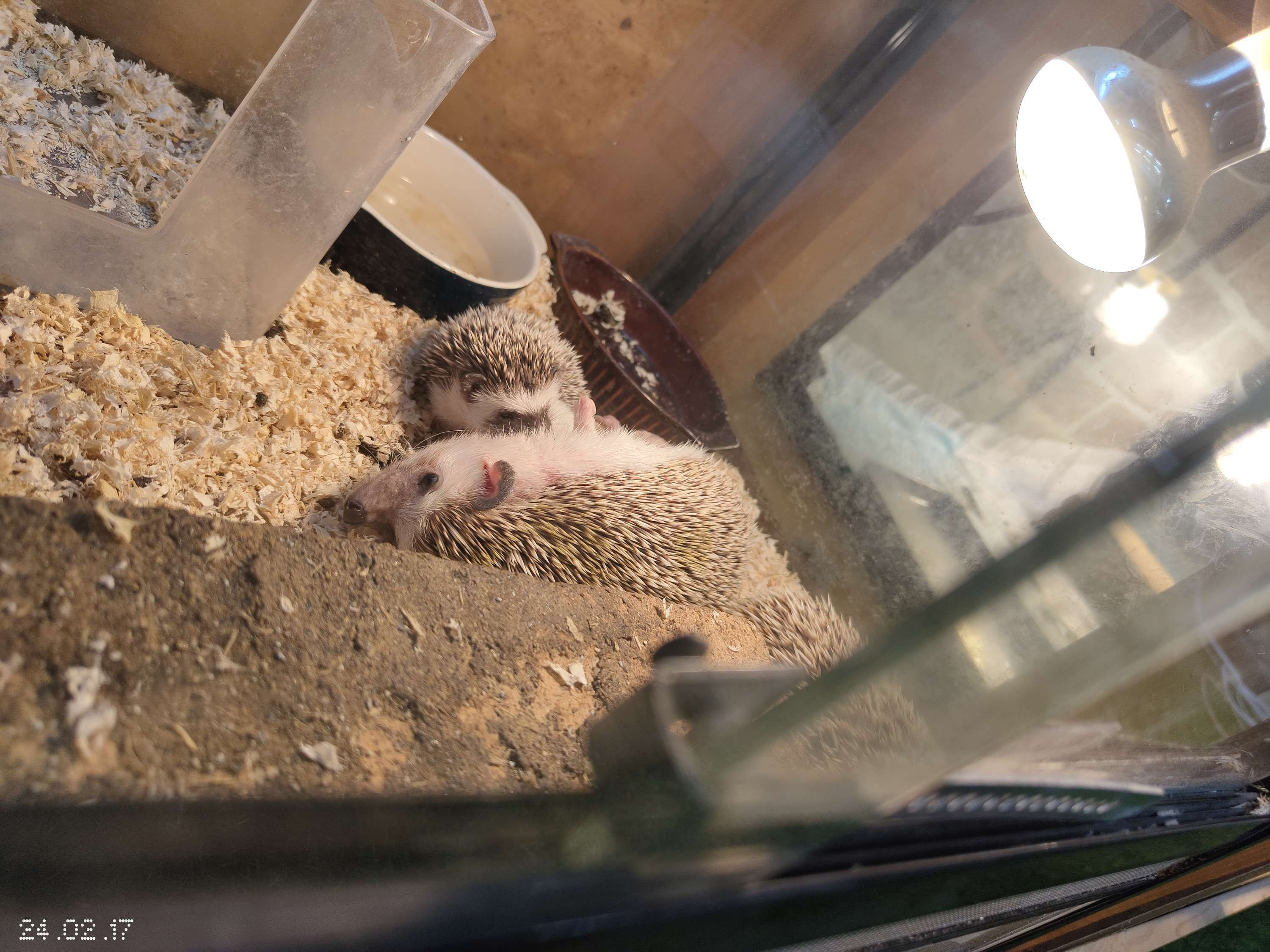 ヨツユビハリネズミ