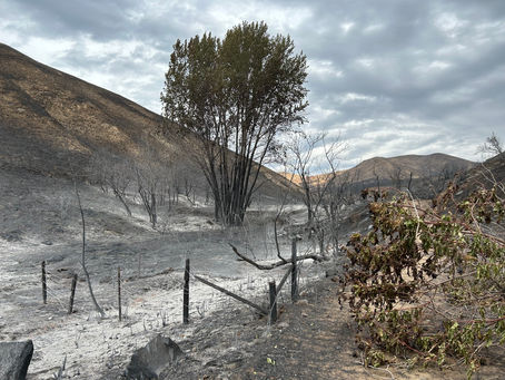 State assesses Stayman Flats fire damage to Chelan Butte Wildlife Area