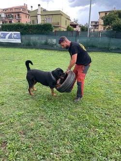 #unlavorodacani #megadog #opesturismo