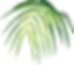 Tropical Leaf 