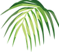 Tropical Leaf