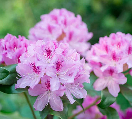 Rhododendruns-pink-in-garden-mar28.jpg