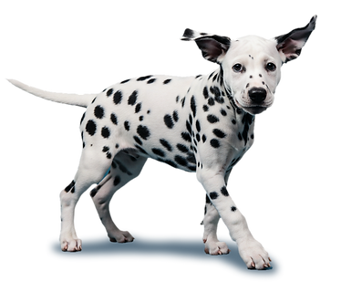 image_fx_(920) 1.png