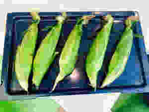 Uncooked corn on the cob sitting on a cooking tray.