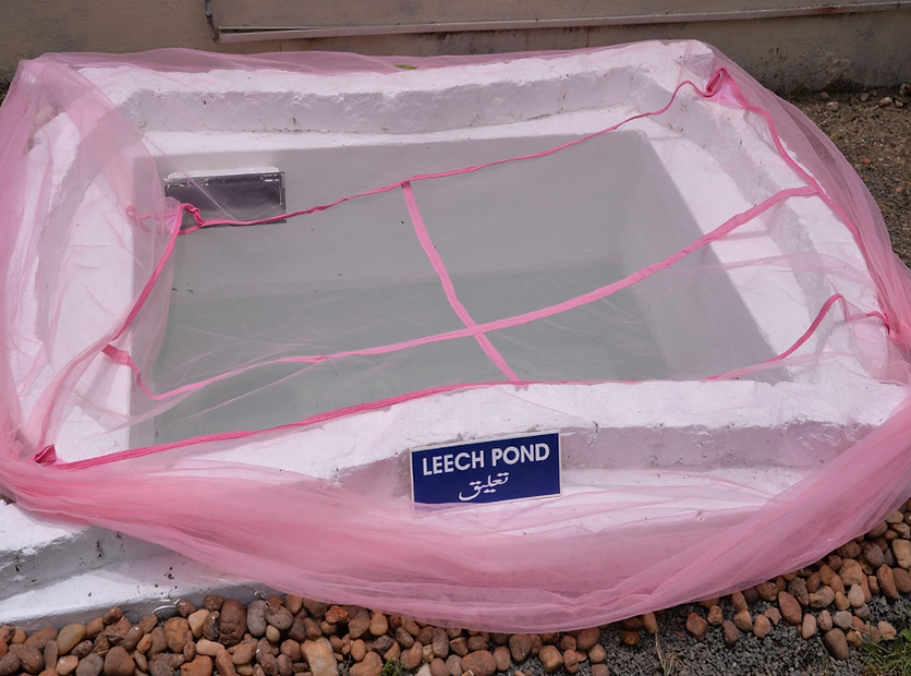 Leech Pond.png