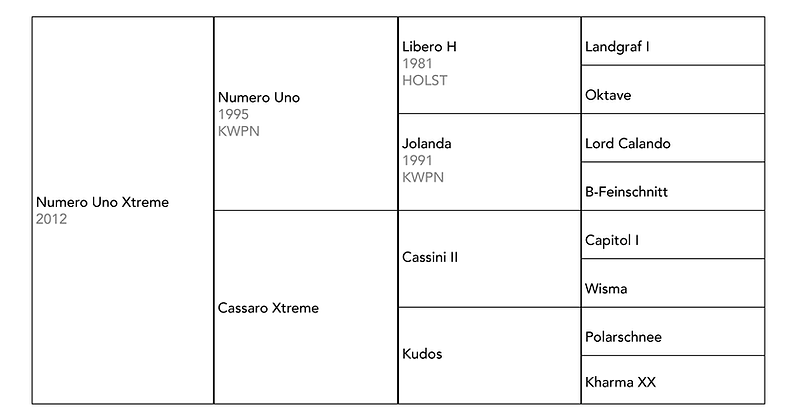 NumeroUnoXtreme_Pedigree.png