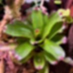 Neoregelia 'Angel Face'