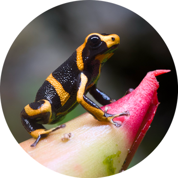 Ranitomeya imitator