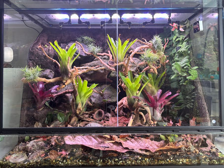 Redesign of My Imitator Vivarium