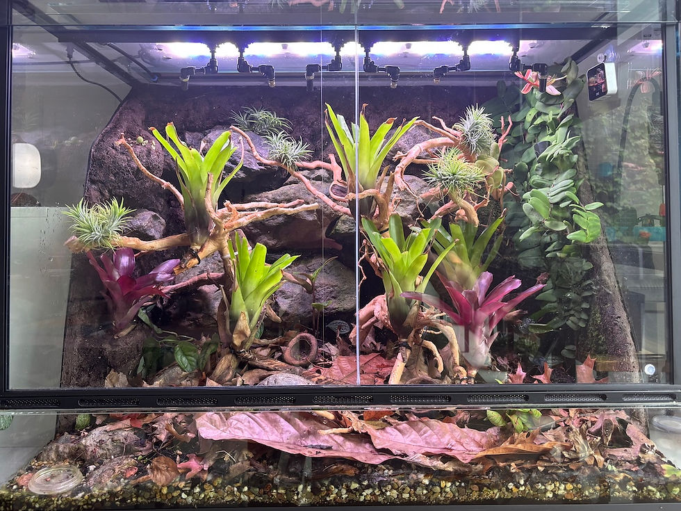 Vivarium of Ranitomeya imitator 'Banded'