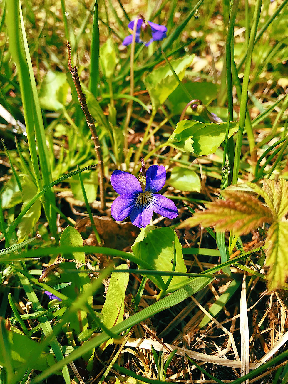 Wood Violet - Viola