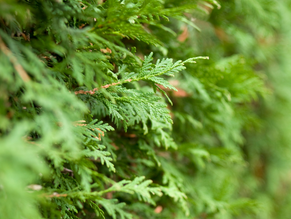 Cedar Syrup Recipe