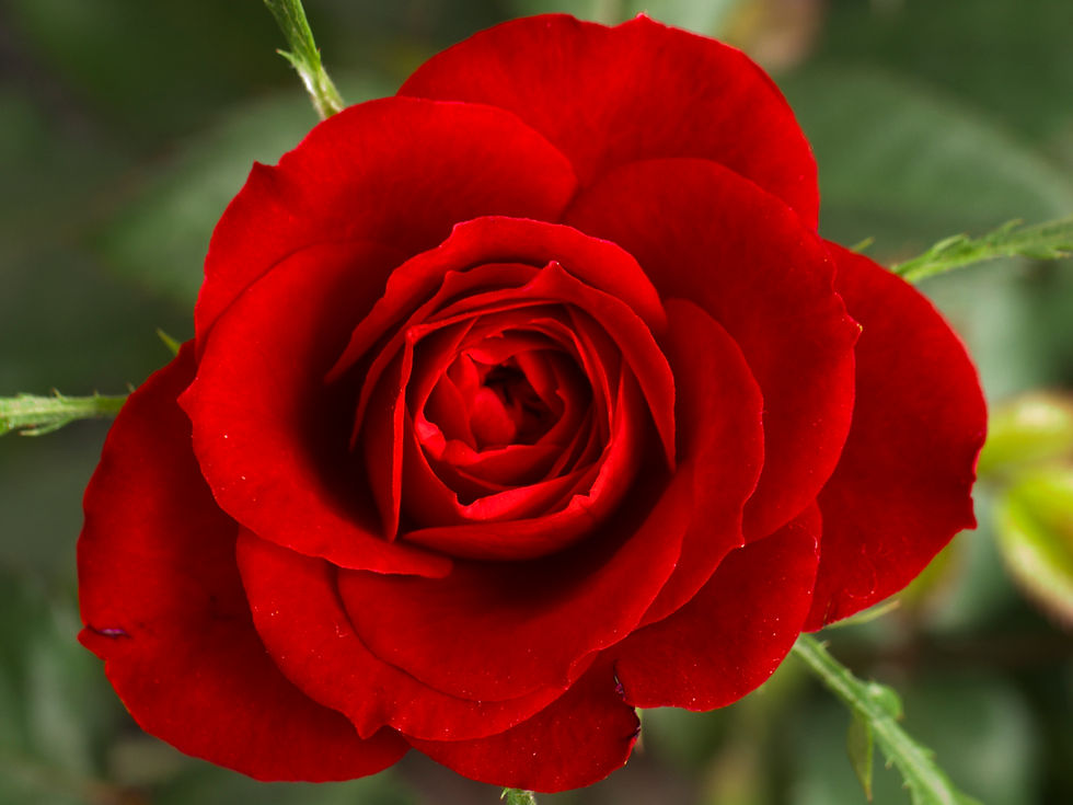 Red Rose