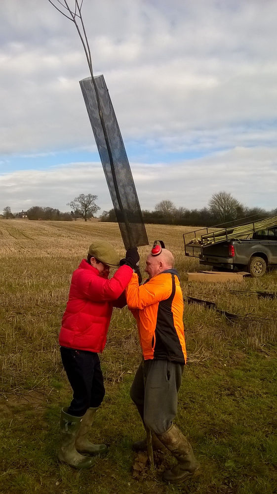 Planting Cricket Bat Willow