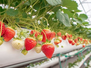 Strawberries Thrive in Second-Hand Substrate: The Case for Coir Recycling