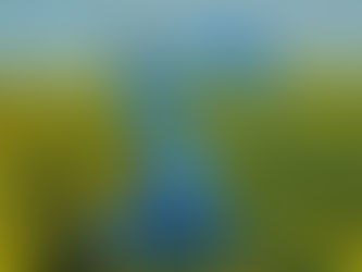 Robotic Revolution: New Technology to Solve Daffodil Harvest Labour Shortage