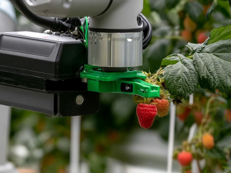 Berry-Picking Robots Edge Closer To Commercial Reality