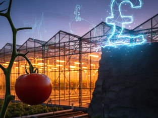 Growers Warn of £1M Energy Bill "Cliff Edge" This April