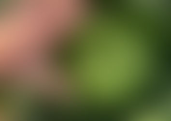 Record Brassica Crop Yields Mark a Drastically Different Year for Growers