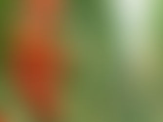 Virus-Resistant Tomatoes Set To Safeguard Grower Incomes And Crop Quality