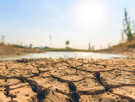 Unrelenting Drought Devastates Crops, Raising Fears of Food Price Surge