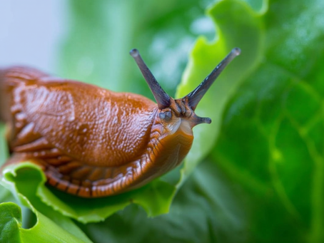 New High-Tech Vision Takes Aim at £43.5 Million Slug Problem