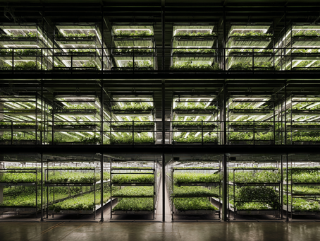 Editor’s View: Vertical Farming Is Growing Up — And The UK Is Ready
