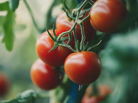 Border Delays Jeopardise UK Protected Edibles Supply