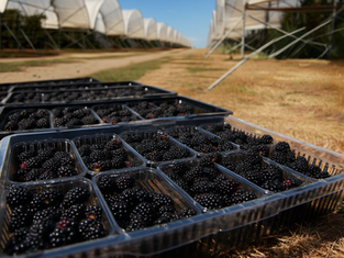 British Blackberries Hit Sweet Spot After Record Summer Heat