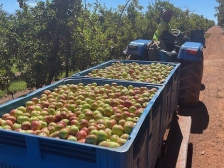 Europe’s Apple And Pear Glut Puts Pressure On Growers As Stocks Remain “Higher Than Ideal”