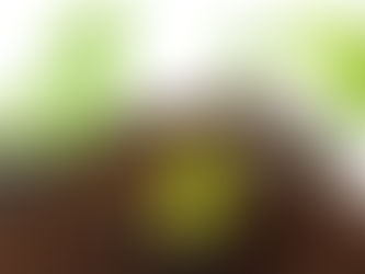 RHS Predicts 90% of Growers Will Ditch Peat by 2028 in Major Green Shift