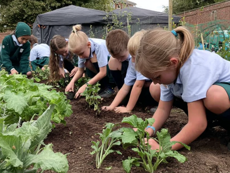 From Playground to Plate: Schoolchildren Supply Local Restaurants with Homegrown Produce