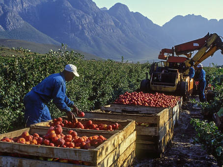 South African Stone Fruit Sector Ramps Up Focus on Innovation