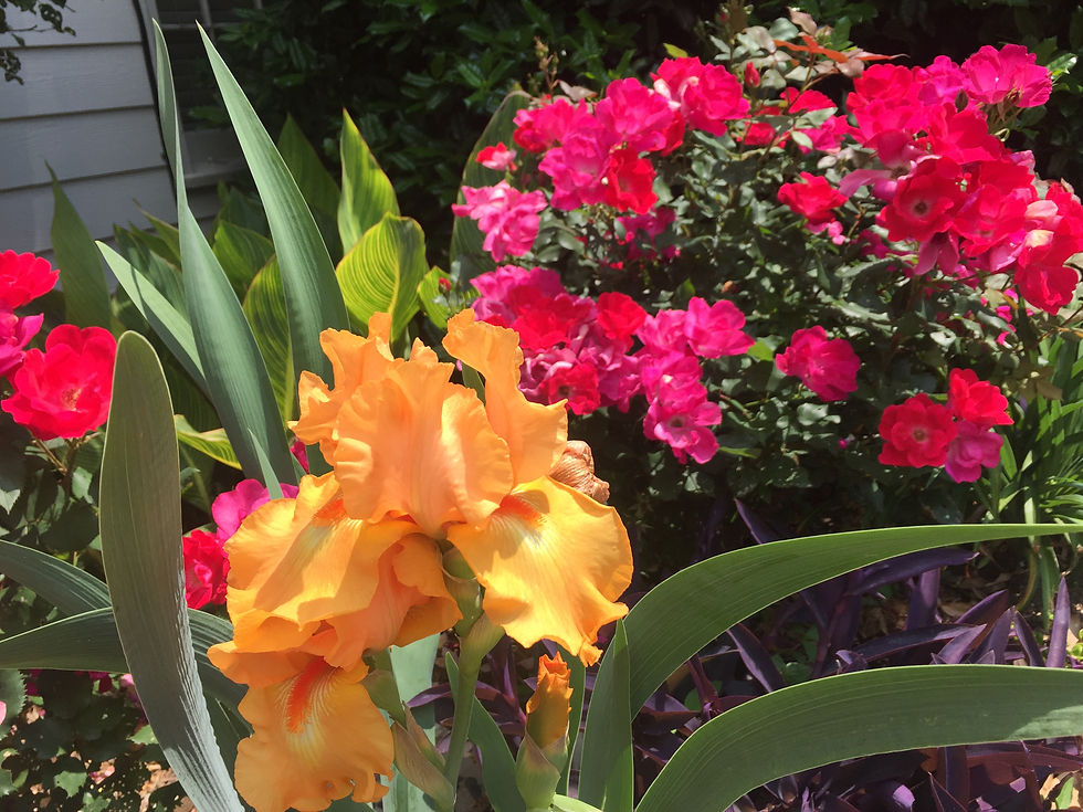 orange iris, Alpharetta